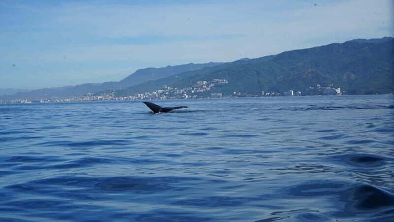 Puerto Vallarta: Whale Watching with Guide - Who Should Join This Tour?