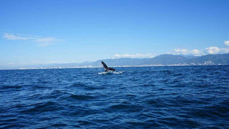 Puerto Vallarta: Whale Watching with Guide - Final Thoughts