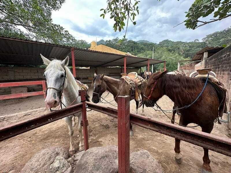 Puerto Vallarta: Wild Tour Horseback Riding Experience - FAQs