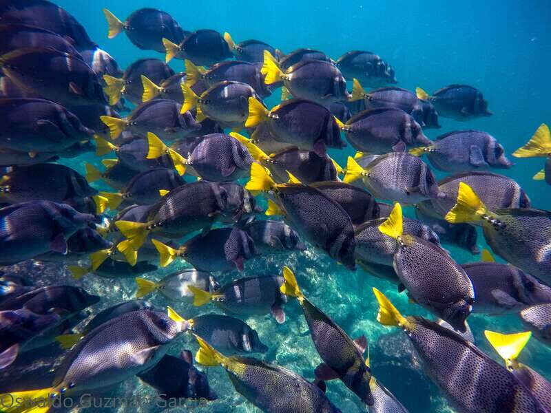 Puerto Vallarta: Yelapa Mega Yacht Cruise - Who Is This Tour Perfect For?