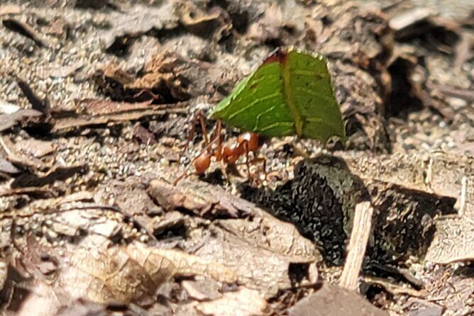 Puerto Viejo Hidden Gems and Waterfall - Who Would Love This Tour?