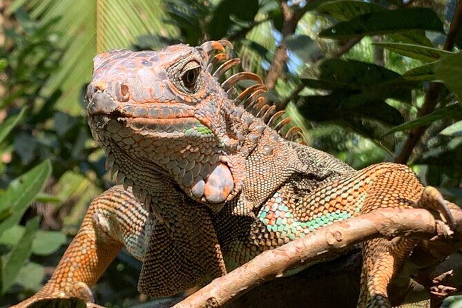 Puerto Viejo Hidden Gems and Waterfall - Who Would Love This Tour?