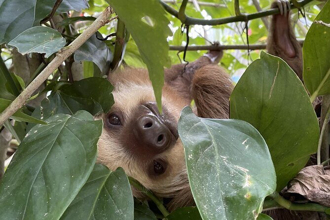 Puerto Viejo Sloth Jungle and River Kayaking Tour - Experience the Best of Puerto Viejo with the Sloth Jungle and River Kayaking Tour