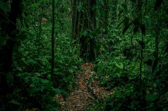 Puerto Viejo's walking tour: Sloth spoting guaranteed - Final Thoughts