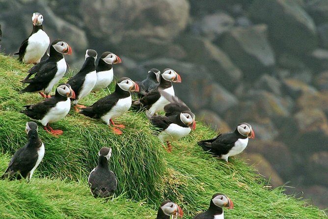 Puffin and Volcano Tour with Ebbi - A Deep Dive into the Puffin and Volcano Tour