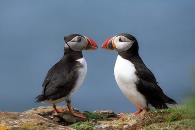 Puffin Cruise with Expert Tour Guide from Reykjavik - Introduction: A Close Encounter with Puffins in Reykjavik