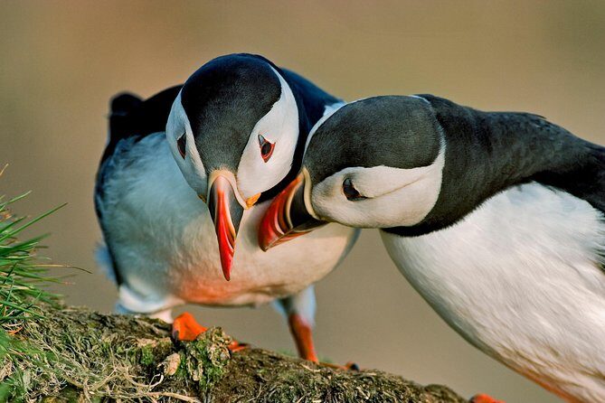 Puffin Cruise with Expert Tour Guide from Reykjavik - Key Points