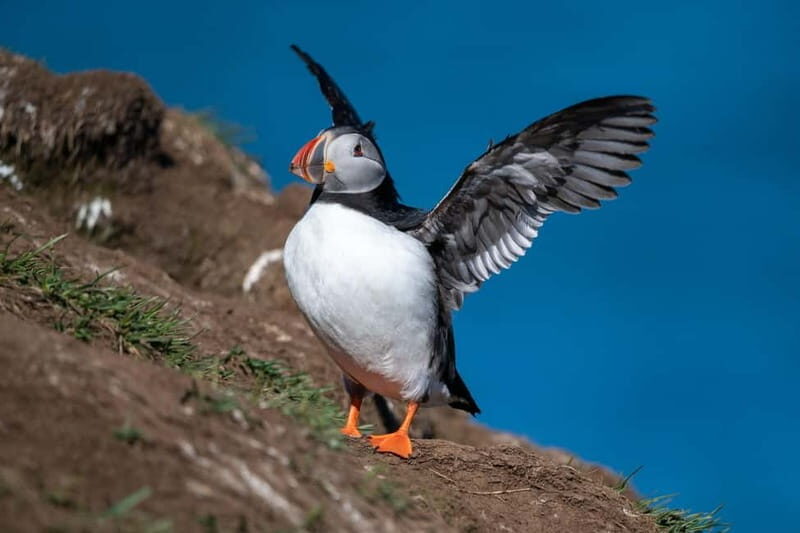 Puffin & Gufufoss Waterfall Tour from Seydisfjordur Port - Exploring East Iceland’s Natural Marvels