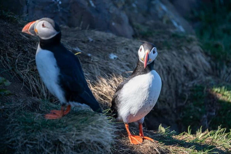 Puffin & Gufufoss Waterfall Tour from Seydisfjordur Port - Final Thoughts