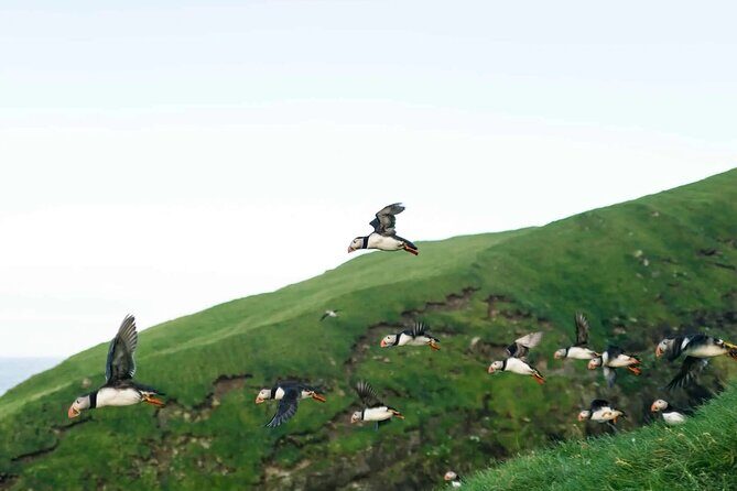 Puffin Safari Boat Tour - Puffin Safari Boat Tour: An Authentic Faroe Islands Experience
