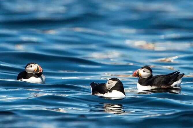 Puffin Safari Boat Tour - Final Thoughts