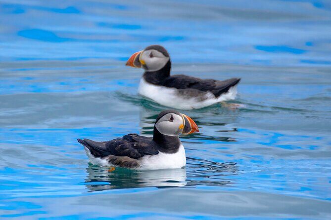 Puffin Watching Speedboat Express - A Detailed Look at the Puffin Watching Speedboat Express