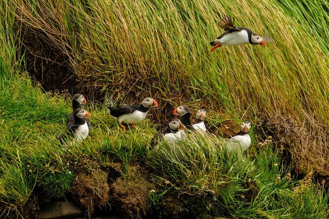 Puffin Watching Speedboat Express - The Sum Up
