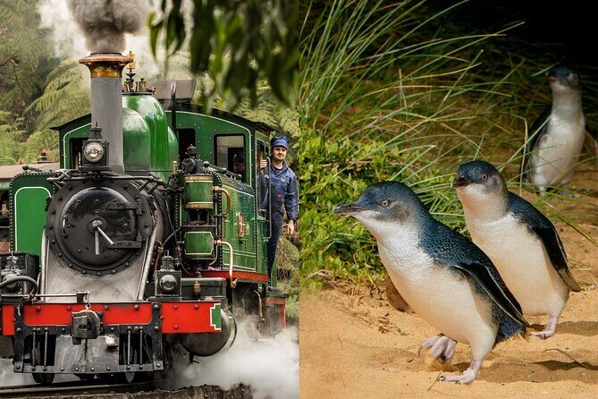 Puffing Billy Tour and Penguin Parade from Melbourne - A Complete Review of the Puffing Billy & Penguin Parade Tour