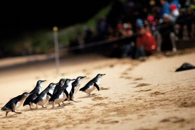 Puffing Billy Tour and Penguin Parade from Melbourne - Final Thoughts: Is It Worth It?