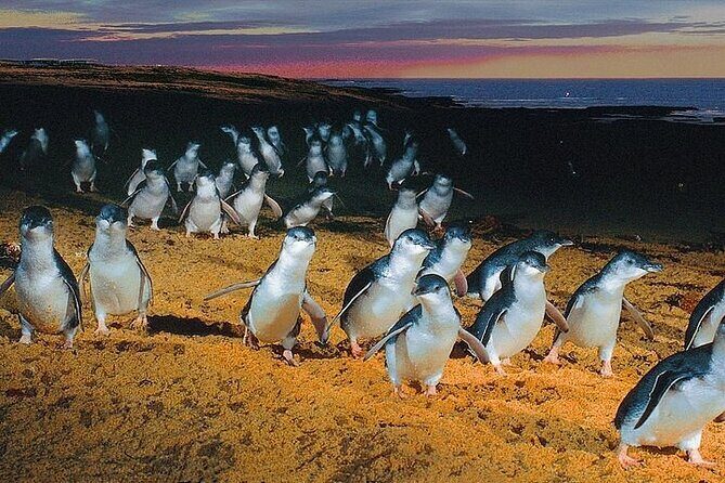 Puffing Billy Train and Phillip Island Penguin Parade Day Tour - Price and Overall Value