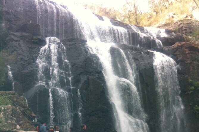 Puffing Billy Train and Phillip Island Penguin Parade Day Tour - FAQ