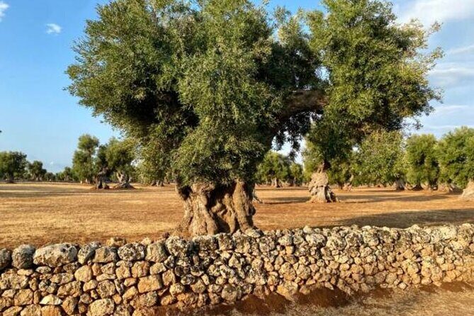Puglia Olive Oil Tasting Experience with Olive Grove Walk - The Art of Olive Oil Tasting