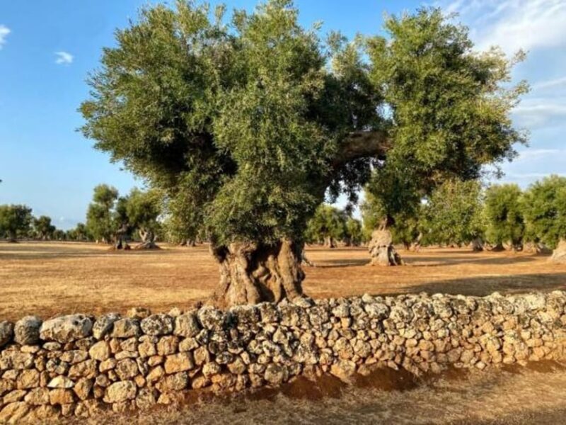 Puglia: Olive Oil Tasting Experience with Olive Grove Walk - Key Points