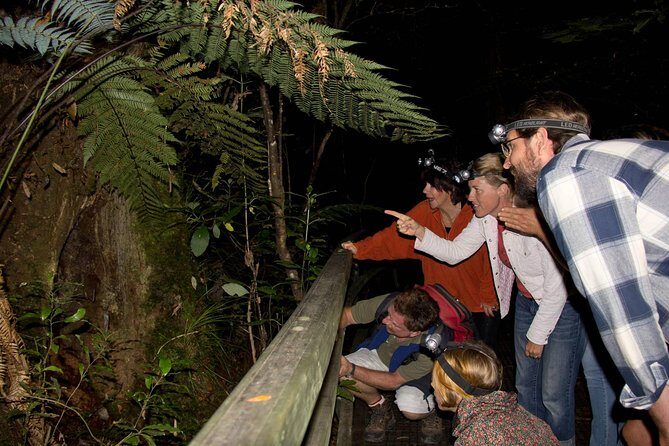 Puketi Rainforest Guided Walks .This is not a Shore Excursion product . - Exploring New Zealand’s Puketi Rainforest: An Authentic Guided Walk