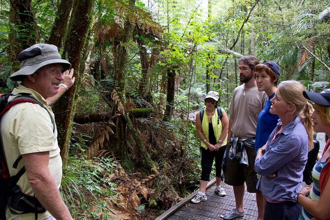 Puketi Rainforest Guided Walks .This is not a Shore Excursion product . - Key Points