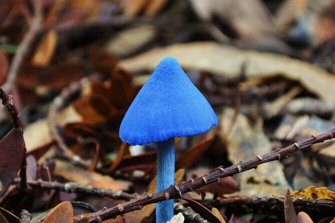 Puketi Rainforest Guided Walks .This is not a Shore Excursion product . - Final Thoughts