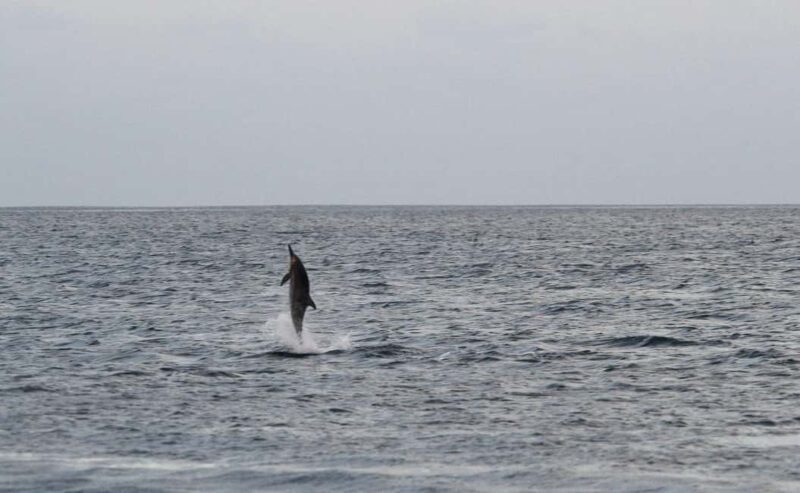 Pula: Boat Dolphin tour and Romantic Sunset at N.P. Brijuni - A Final Word