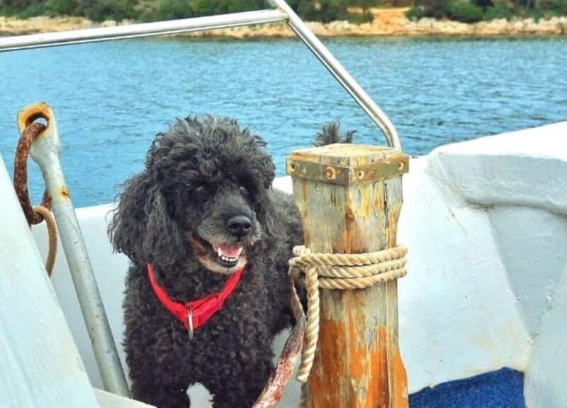 Pula: Boat Tour with Swimming and Snorkeling - FAQ