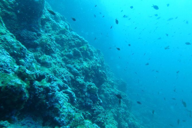 Pula Boat Trip with Snorkeling - Who Should Consider This Tour?