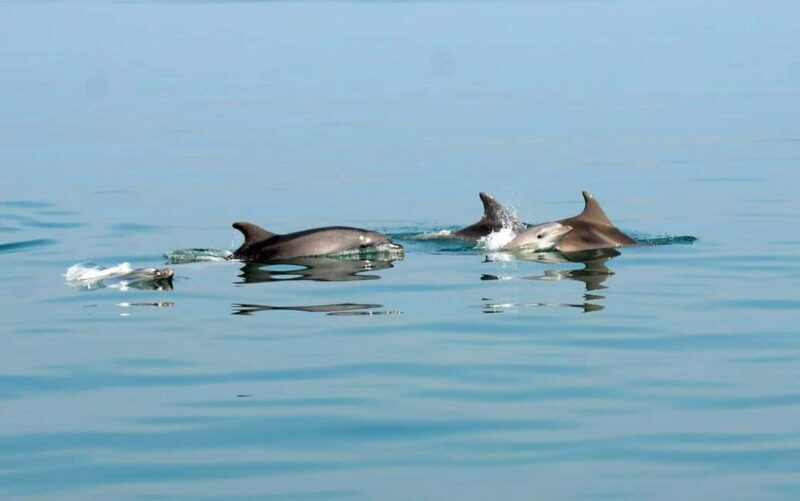 Pula: Brijuni Dolphin Watching cruise with Dinner & Sunset - The Experience in Detail