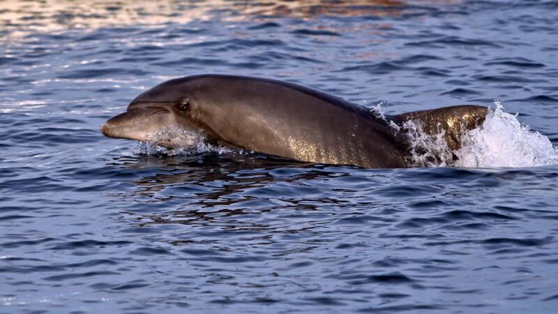 Pula: Brijuni Dolphin Watching cruise with Dinner & Sunset - The Value and Who Should Consider It