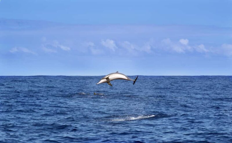 Pula: Brijuni Dolphin Watching cruise with Dinner & Sunset - Final Thoughts