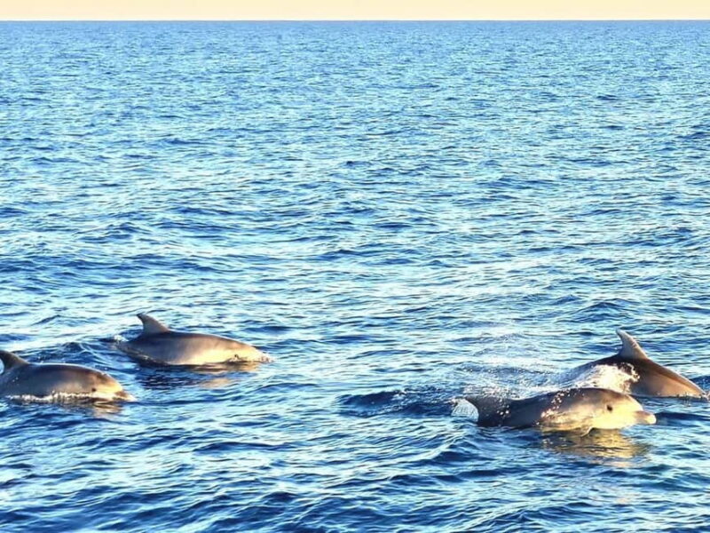 Pula: Brijuni National Park Dolphin Watching Tour w/Dinner - Pula: Brijuni National Park Dolphin Watching Tour w/Dinner — A Detailed Look