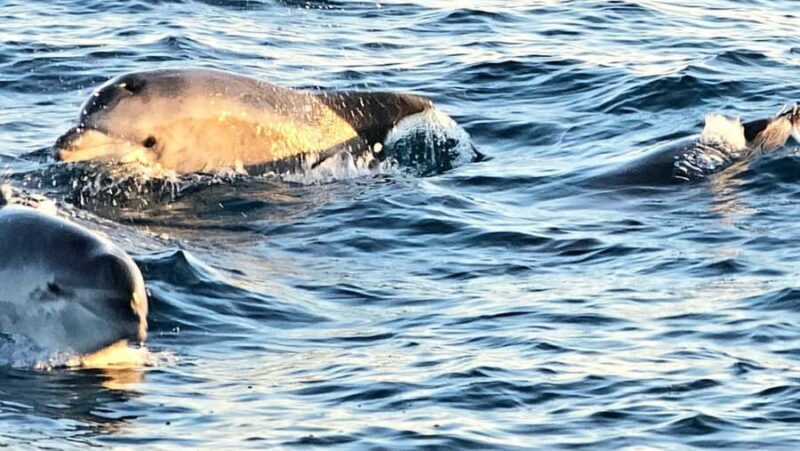 Pula: Brijuni National Park Dolphin Watching Tour w/Dinner - The Value of This Tour