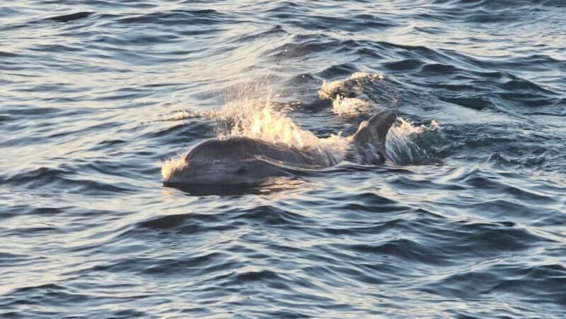 Pula: Brijuni National Park Dolphin Watching Tour w/Dinner - Who Should Consider This Tour?