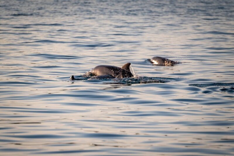 Pula: Brijuni National Park Sunset, Dolphins & Dinner Cruise - Dolphins in the Wild: A Natural Wonder