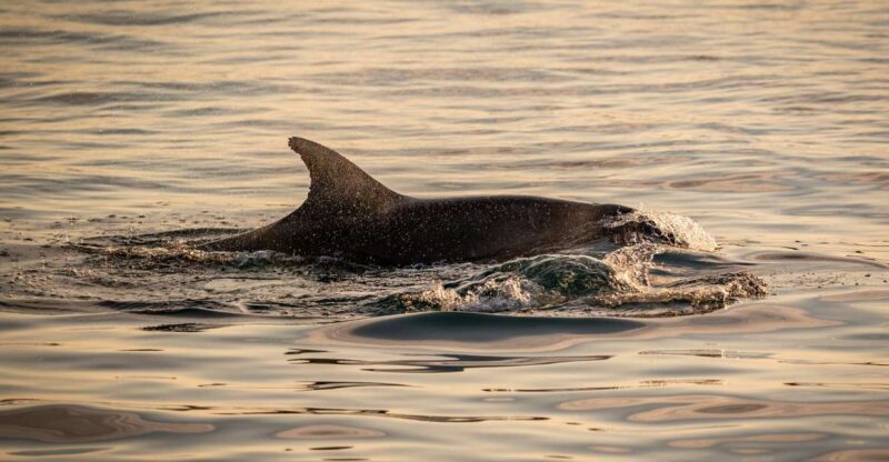 Pula: Brijuni National Park Sunset, Dolphins & Dinner Cruise - What’s Not Included