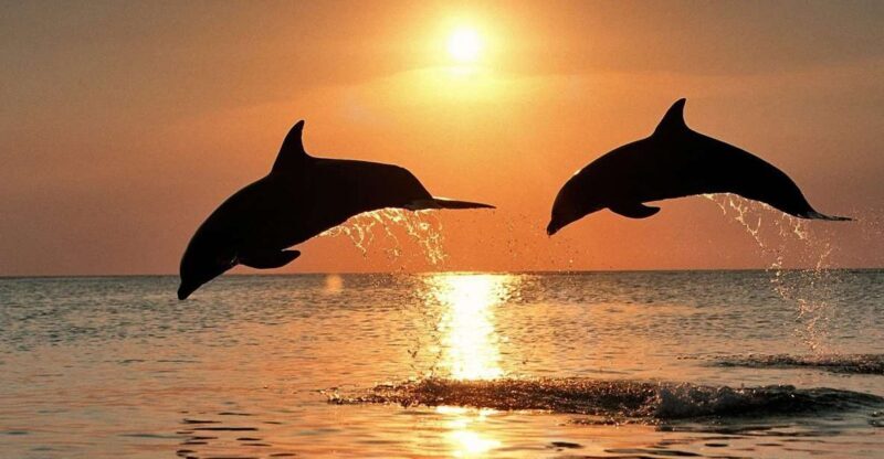 Pula: Dolphin and Sunset Watching with Dinner and Drinks - An In-Depth Look at the Experience