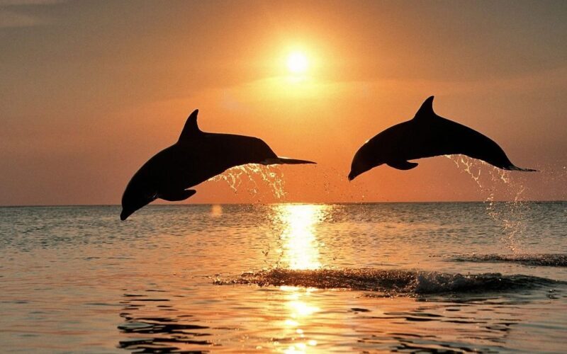 Pula: Dolphin and Sunset Watching with Dinner and Drinks - Authentic Experiences and Real Reviews