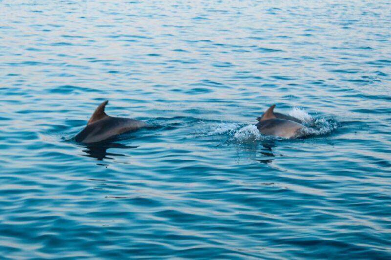 Pula: Dolphin and Sunset Watching with Dinner and Drinks - Who Should Book This Experience?