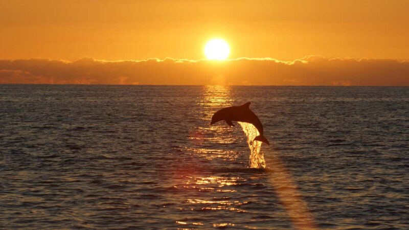 Pula: Dolphin Sunset Cruise to Brijuni with Dinner & Drinks - A Closer Look at the Experience