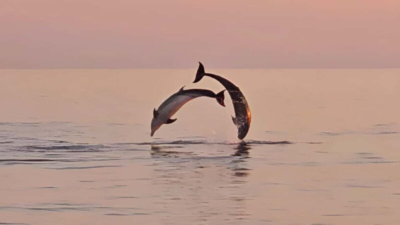 Pula: Dolphin Sunset Cruise to Brijuni with Dinner & Drinks - Authentic Experiences and Insights from Others
