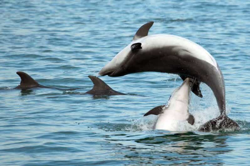 Pula Dolphin Watching Boat Trip - FAQs