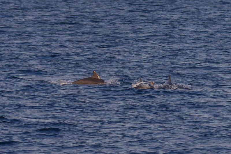 Pula: Dolphin Watching Sunset Cruise with Dinner & Drinks - Practical Details: What You Need to Know