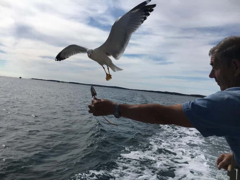 Pula: Dolphin Watching Sunset Cruise with Dinner & Drinks - FAQ