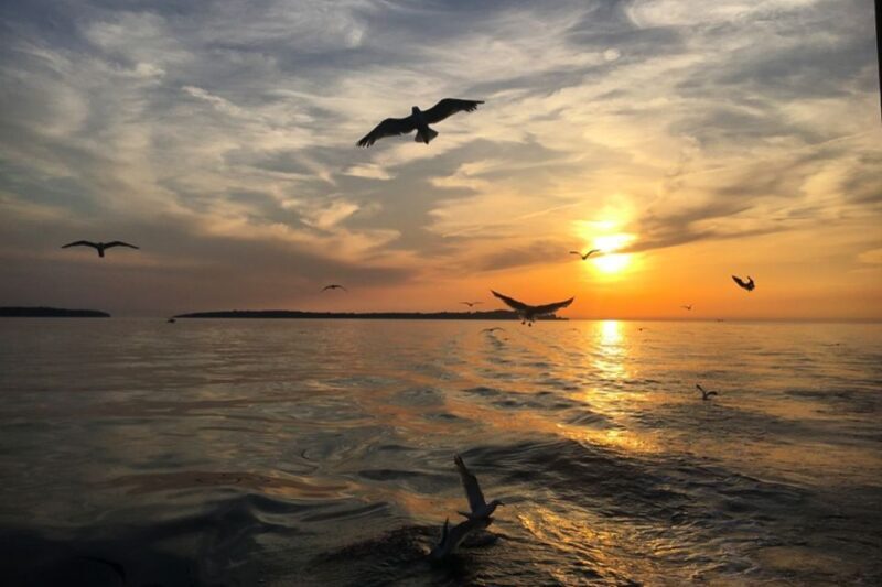 Pula: Dolphin Watching Sunset Cruise with Dinner & Drinks - Final Thoughts