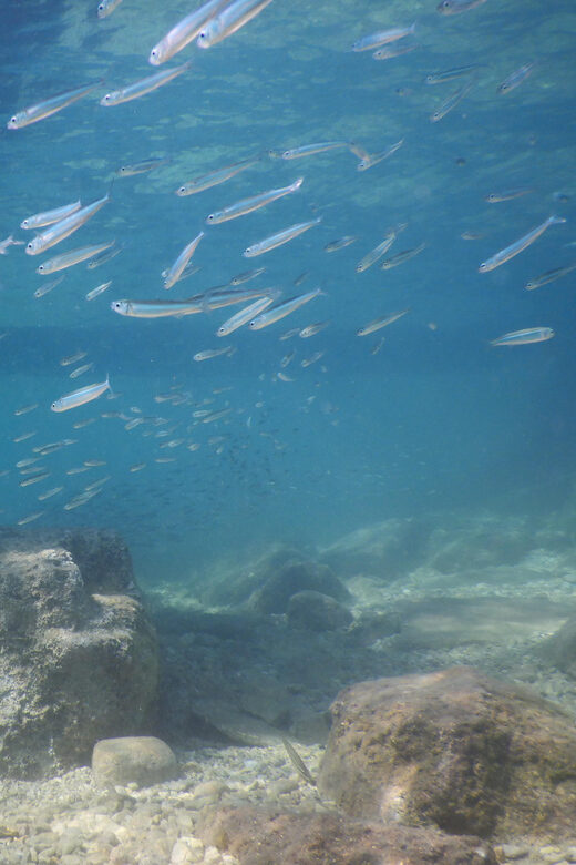 Pula: Introduction to Scuba Diving for Kids (age 8-10) - An In-Depth Look at the Experience