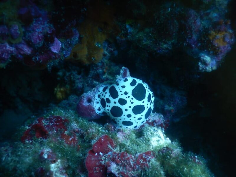 Pula: Introduction to Scuba Diving for Kids (age 8-10) - Final Thoughts