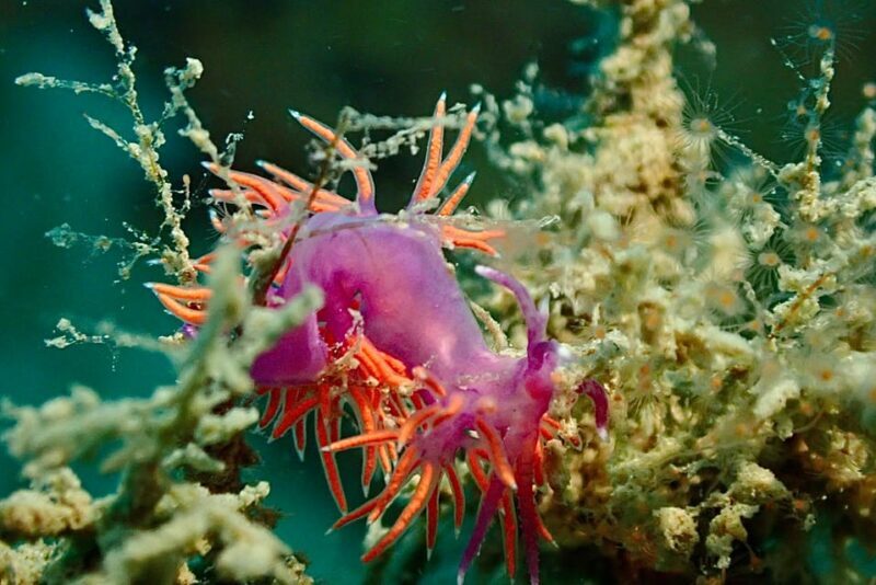 Pula: Introduction to Scuba Diving - Practical Tips for Participants