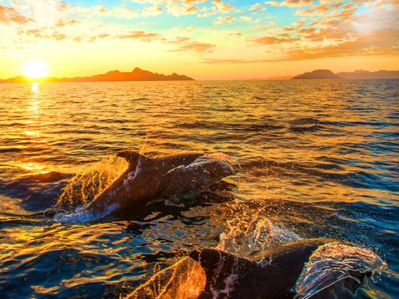 Pula: National Park Brijuni Dolphin Cruise with Dinner - An In-Depth Look at the Experience